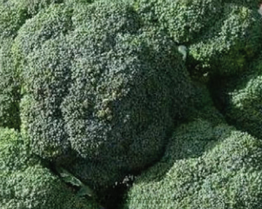 De Cicco Broccoli Seeds